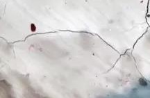 888�ڲ���-����Ϊ��,רҵ����